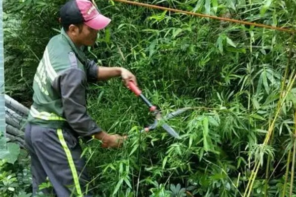 竹子有多少种，全世界有1200种以上