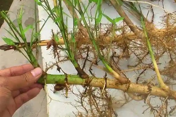 竹子有多少种，全世界有1200种以上