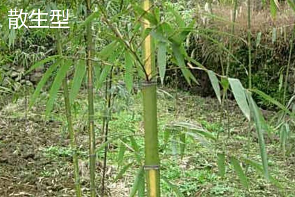 竹子有多少种，全世界有1200种以上
