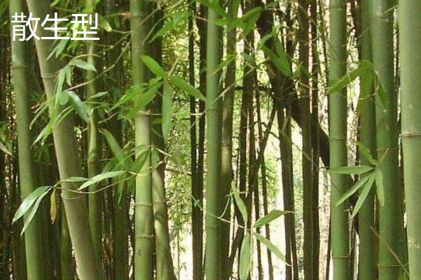 竹子有多少种，全世界有1200种以上