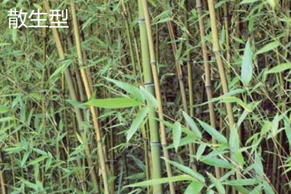 竹子有多少种，全世界有1200种以上