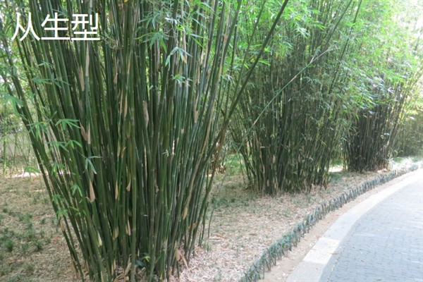 竹子有多少种，全世界有1200种以上