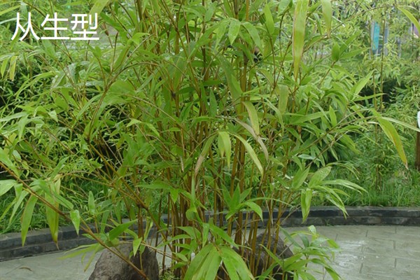 竹子有多少种，全世界有1200种以上