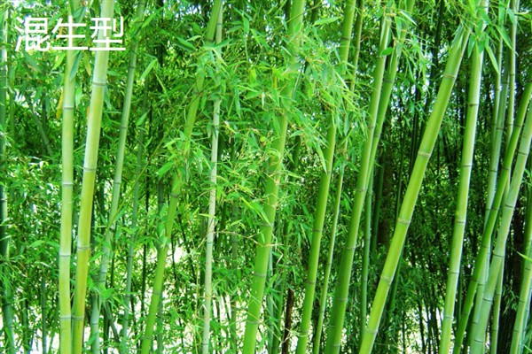 竹子有多少种，全世界有1200种以上