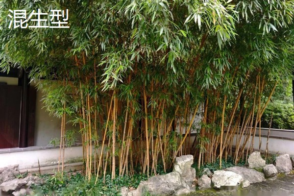竹子有多少种，全世界有1200种以上