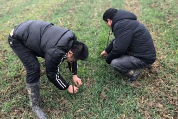 小麦田缺苗断垄如何补救，可就地疏苗补稀