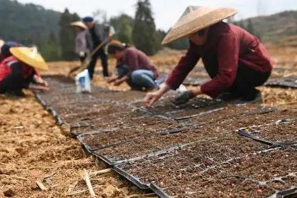 小麦田缺苗断垄如何补救，可就地疏苗补稀