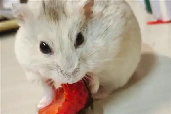 仓鼠可以喂什么水果，包含苹果、香蕉、草莓等品种