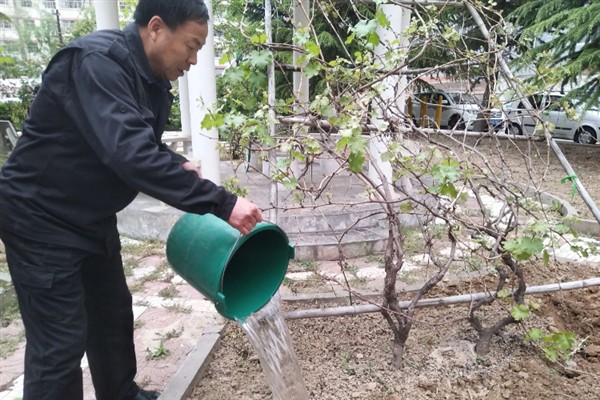 马奶葡萄的成熟时间,一般在八月份成熟