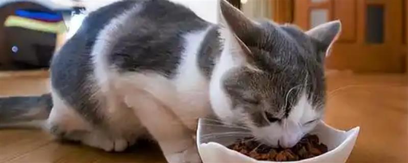 猫咪喂食的误区，切忌把零食当主食喂食