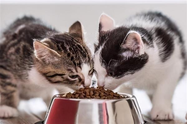 猫咪喂食的误区，切忌把零食当主食喂食