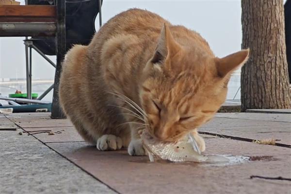 猫咪喂食的误区，切忌把零食当主食喂食