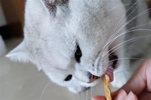 猫咪喂食的误区，切忌把零食当主食喂食