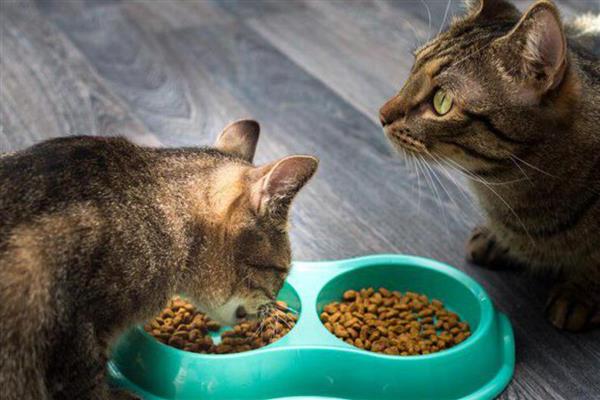 猫咪喂食的误区，切忌把零食当主食喂食