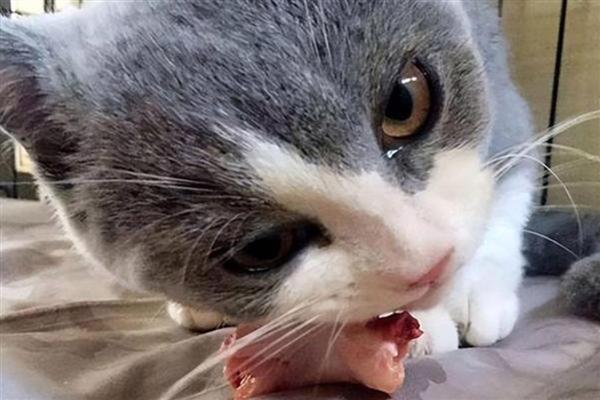 猫咪喂食的误区，切忌把零食当主食喂食