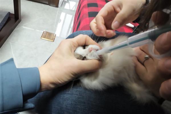 猫咪喂食的误区，切忌把零食当主食喂食