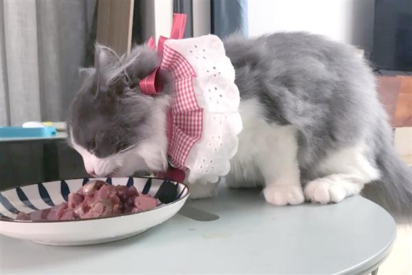 猫咪喂食的误区，切忌把零食当主食喂食