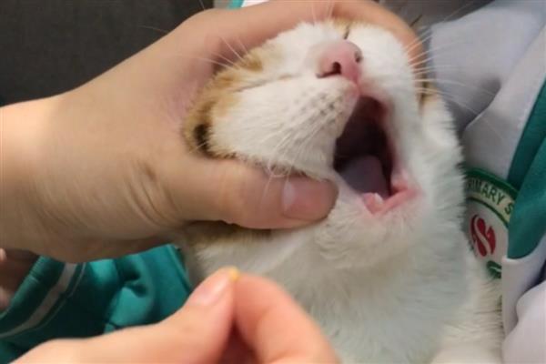 猫咪喂食的误区，切忌把零食当主食喂食