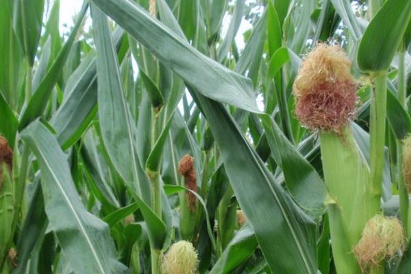 田蜜1号玉米种子特点，秋植全生育期70~75天