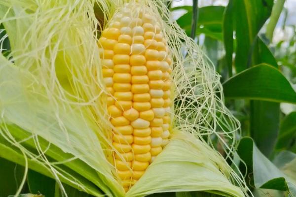 金茂3号玉米种子特征特性，田间表现高抗茎腐病
