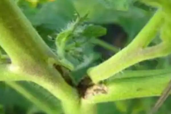 黄瓜的茎杆为什么会开裂，温度过高是主要原因