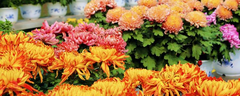 菊花什么季节开，野菊的花期在6-12月
