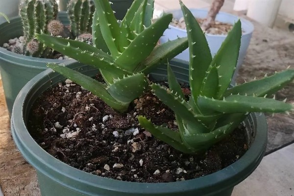 盆栽芦荟怎么施肥，每隔20-30天追肥1次