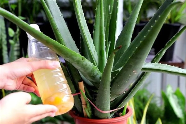 盆栽芦荟怎么施肥，每隔20-30天追肥1次