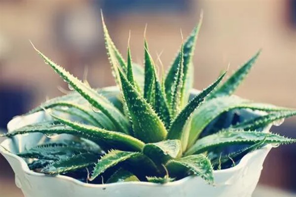 盆栽芦荟怎么施肥，每隔20-30天追肥1次