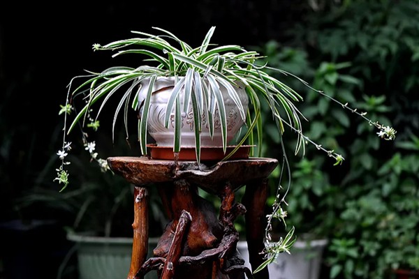 金边吊兰会不会开花，花期为每年5-8月份