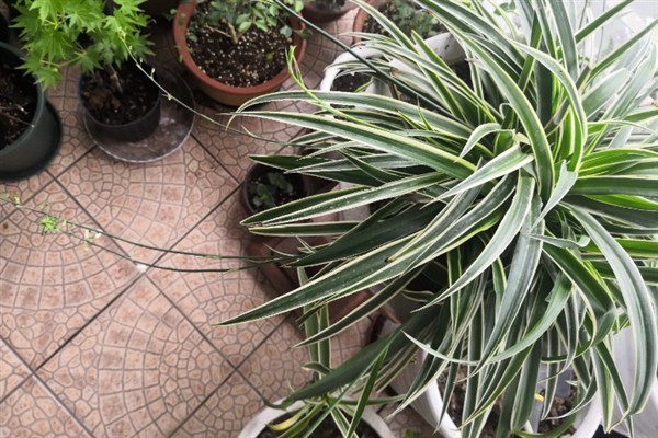 金边吊兰会不会开花，花期为每年5-8月份