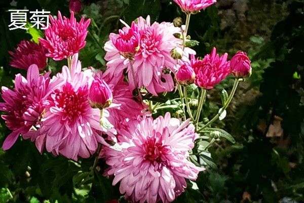 菊花什么季节开，野菊的花期在6-12月