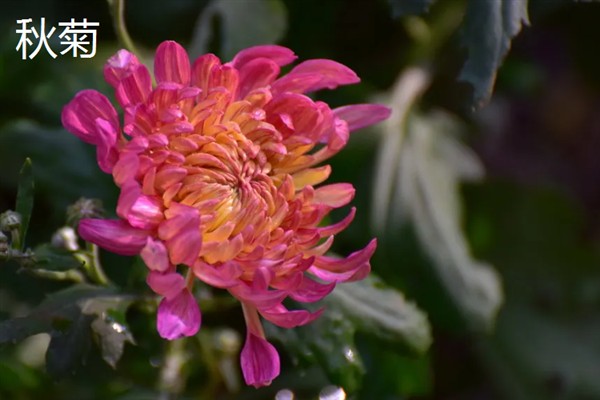 菊花什么季节开，野菊的花期在6-12月