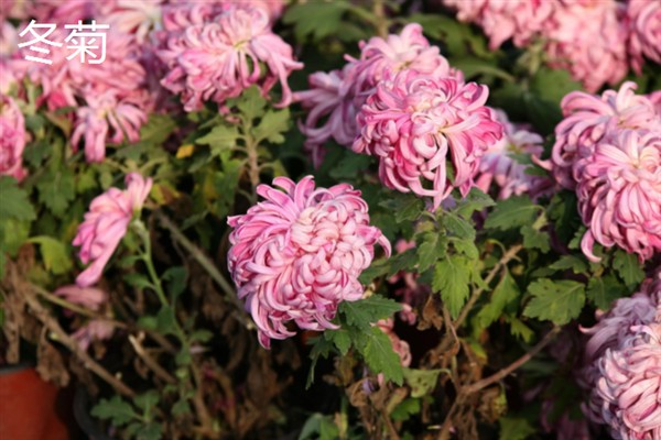菊花什么季节开，野菊的花期在6-12月