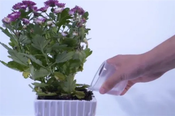 菊花什么季节开，野菊的花期在6-12月