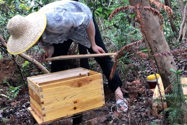 野生蜜蜂的栖息场所，常栖息在有丰富的蜜源植物的区域