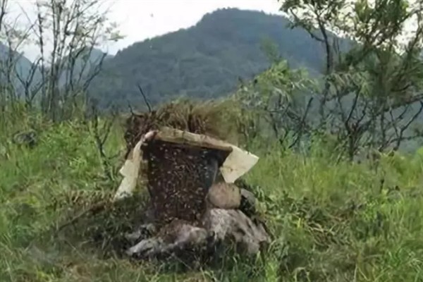 野生蜜蜂的栖息场所，常栖息在有丰富的蜜源植物的区域