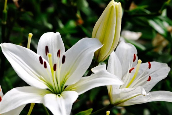三朵百合花有什么花语，代表甜蜜爱情寓意着我爱你