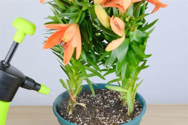 三朵百合花有什么花语，代表甜蜜爱情寓意着我爱你