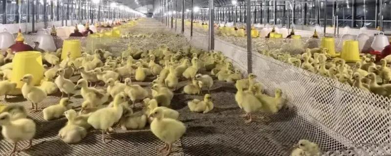 鹅苗的养殖方法，达到3周龄后可全天放养