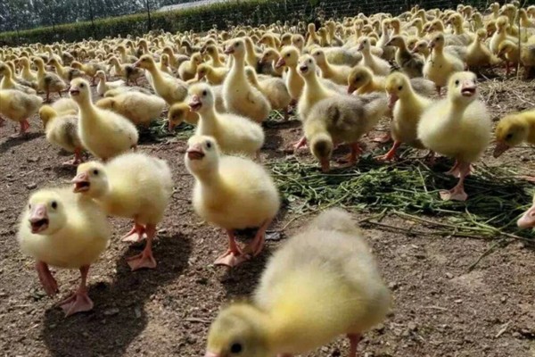 鹅苗的养殖方法，达到3周龄后可全天放养