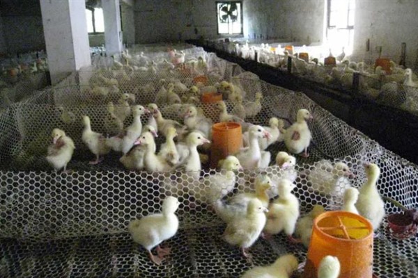 鹅苗的养殖方法，达到3周龄后可全天放养