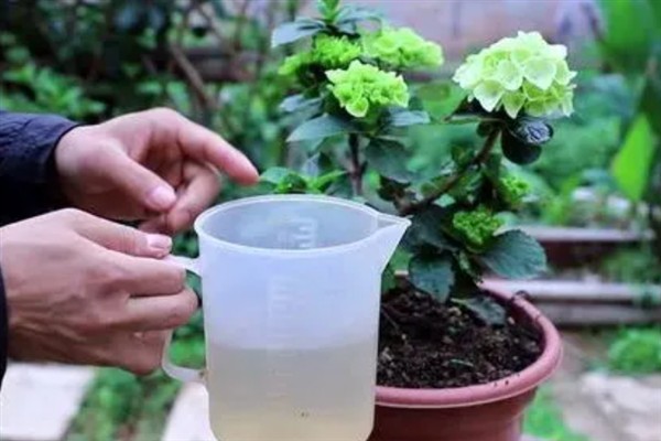 绣球开花期间花能施肥吗，花期不能施肥