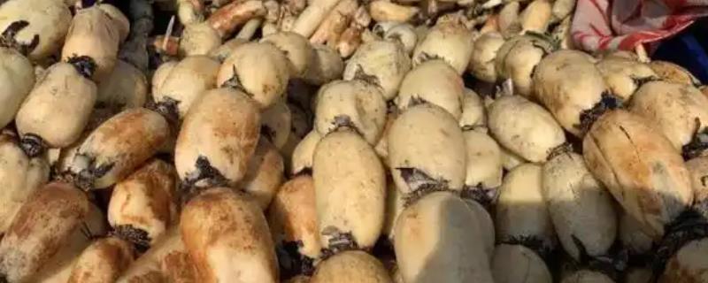藕在什么时候种植，最适宜在4月份左右种植