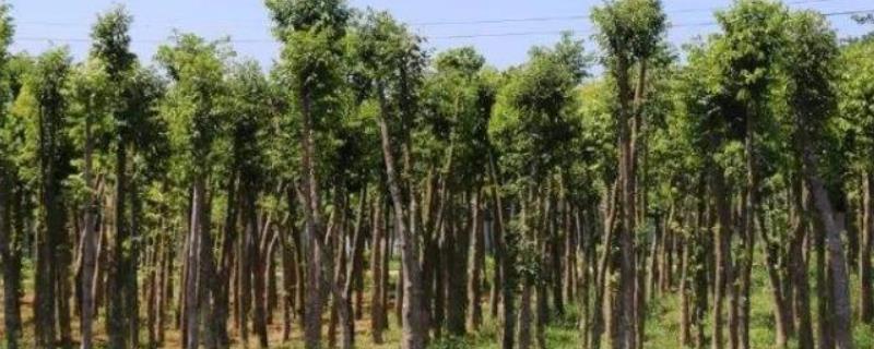 沉香树苗适合在哪种植，需要生长在热带地区