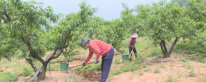 秋季对桃树施什么肥，常用有机肥、复合肥、氮钾肥
