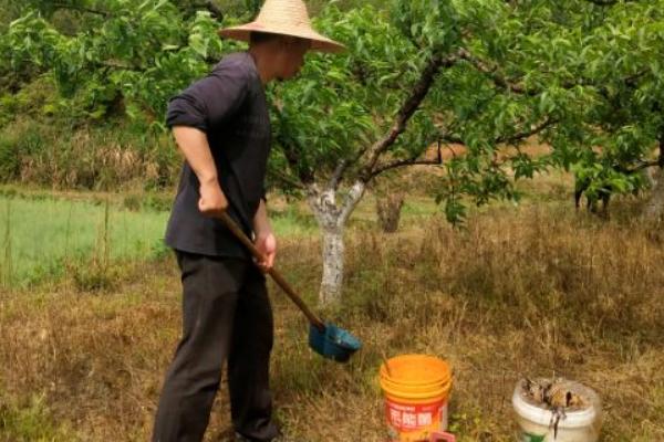 秋季对桃树施什么肥，常用有机肥、复合肥、氮钾肥