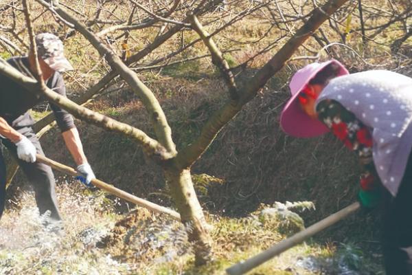 秋季对桃树施什么肥，常用有机肥、复合肥、氮钾肥