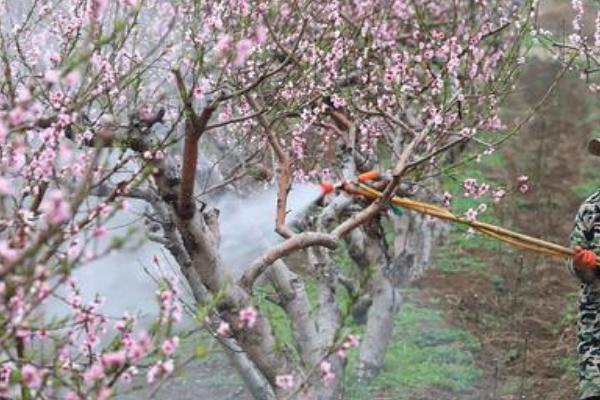 秋季对桃树施什么肥，常用有机肥、复合肥、氮钾肥