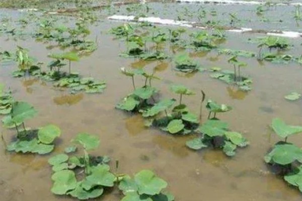 藕在什么时候种植，最适宜在4月份左右种植